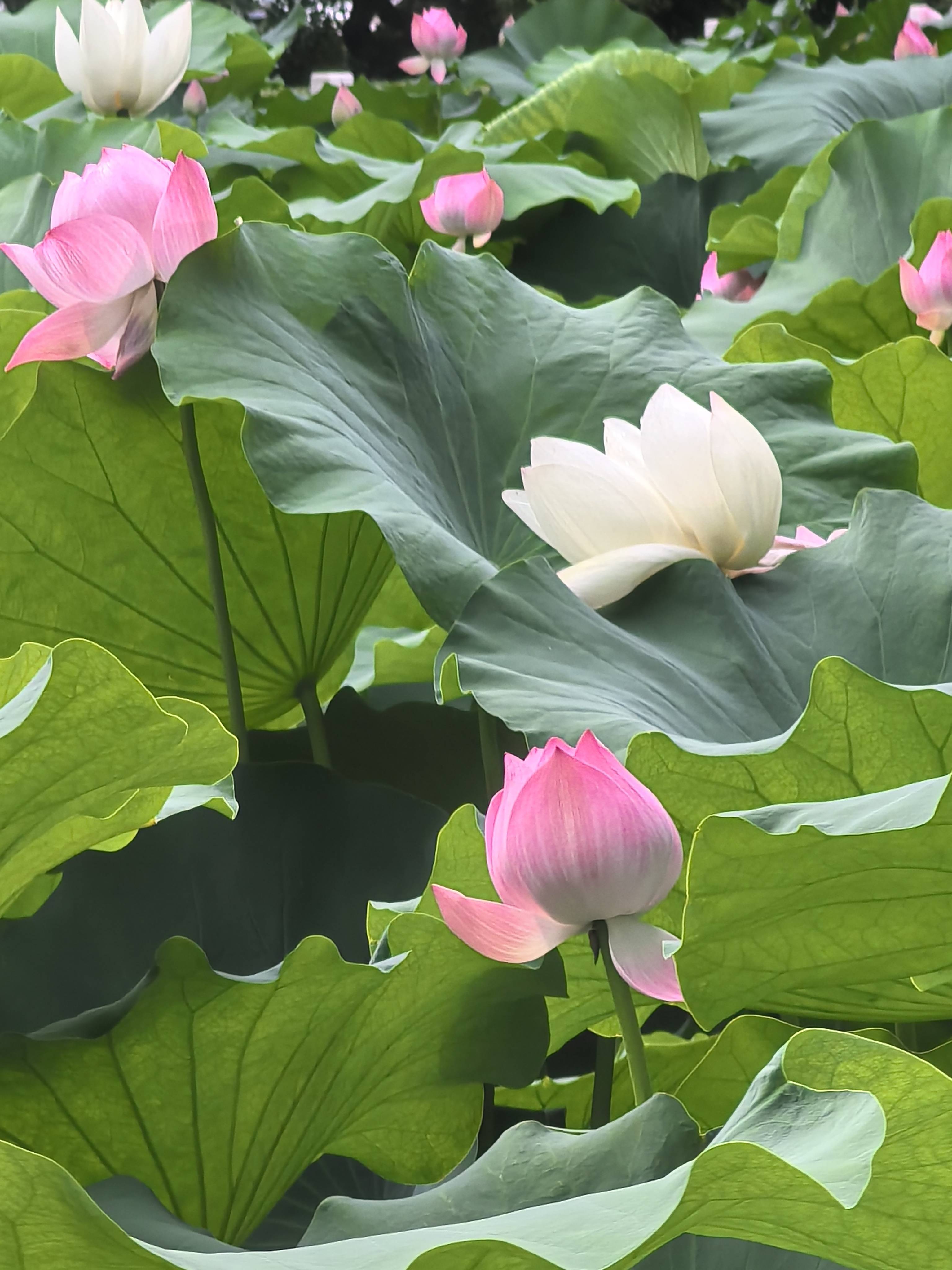 池塘荷花图片图片