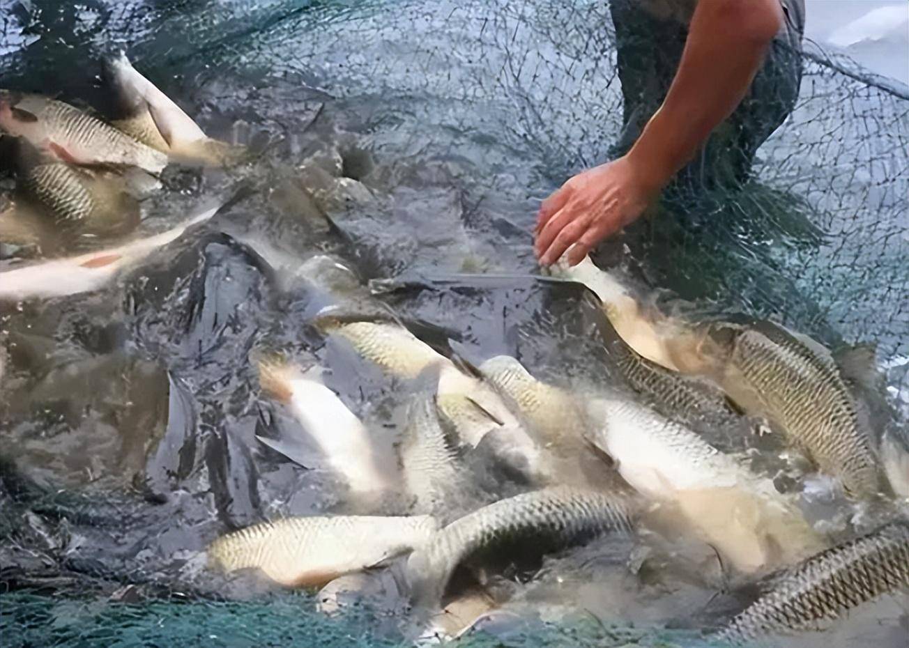 黄河每天冲鱼入海,大部分淡水鱼无法存活于海,那它们都去哪了?