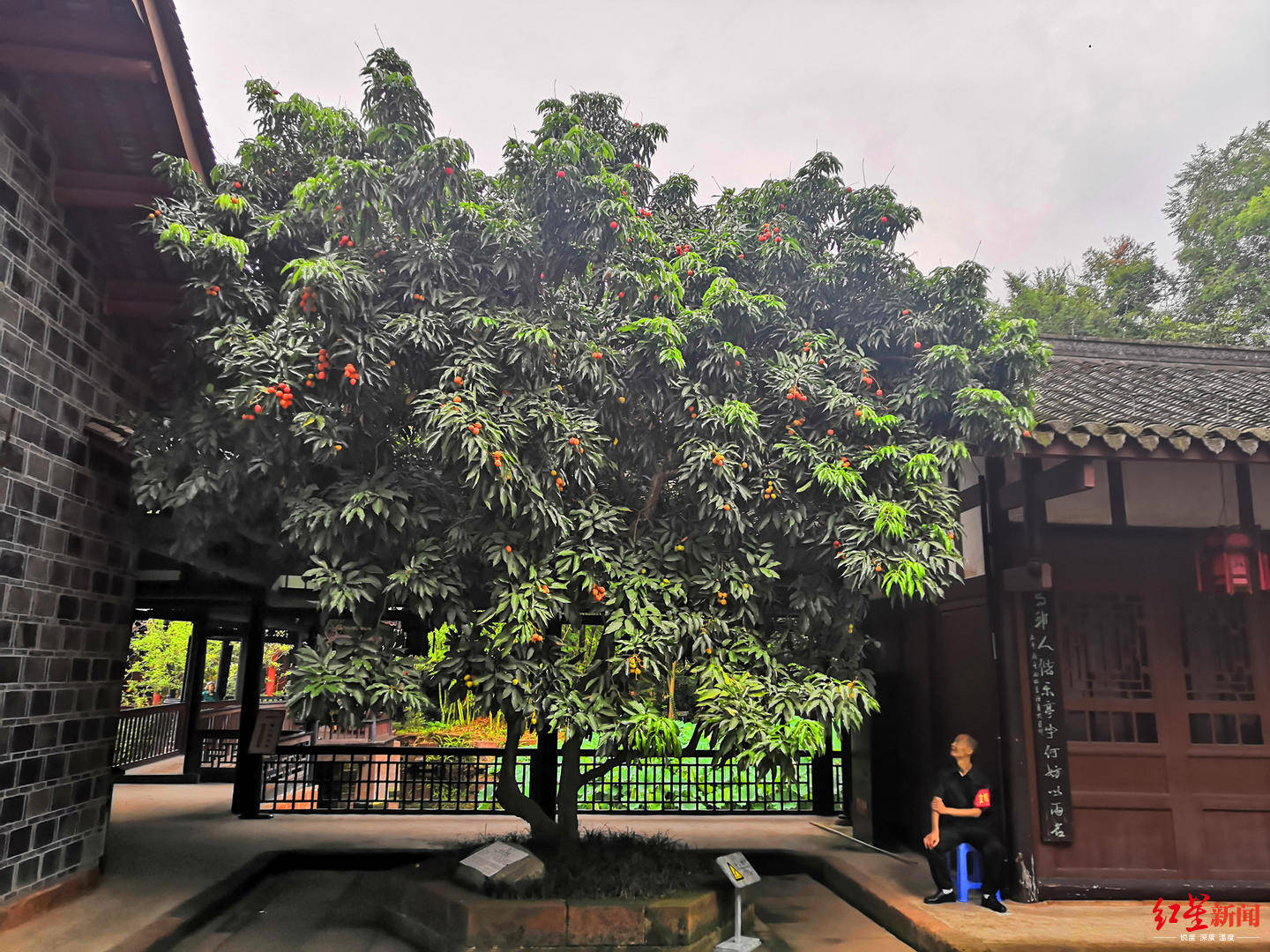 陈仲文|东坡家的荔枝