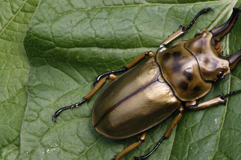 浑身散发金黄光泽的色虫 全面详解黄金鬼锹属