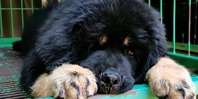 2007年,男子购买"藏獒"幼崽回家喂养,发现端倪后主动报警