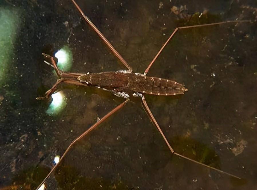 农村池塘里会"水上漂"的虫子,到底是什么?它是益虫还是害虫?