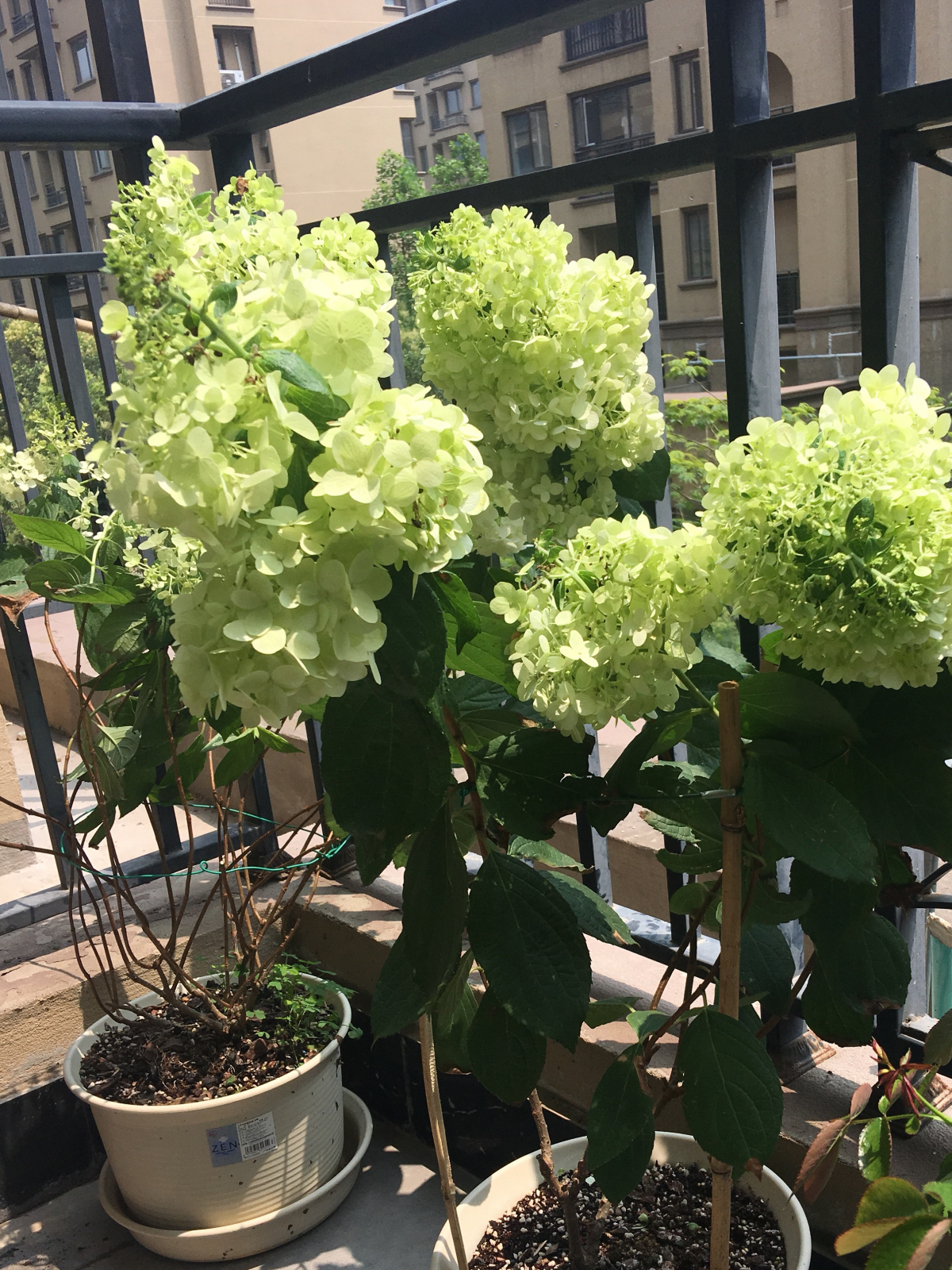 此植物超耐寒,东北能露养过冬,花大美丽花期长,阳台盆栽也可以