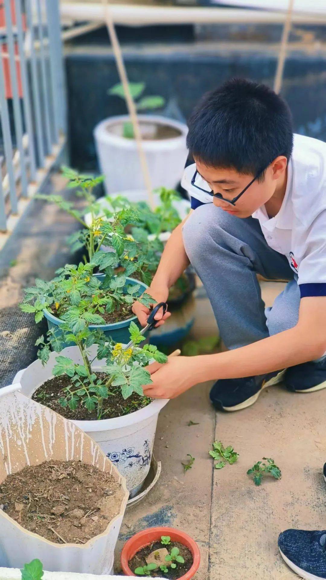 防治病虫害等话题,带领孩子们学习搭架和打杈整枝,探究不同肥料对辣椒