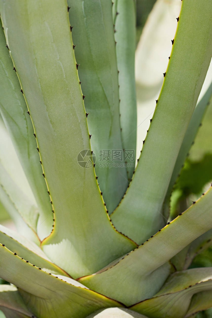 "植物界的坚韧斗士:吕文扬教授的龙舌兰研究"