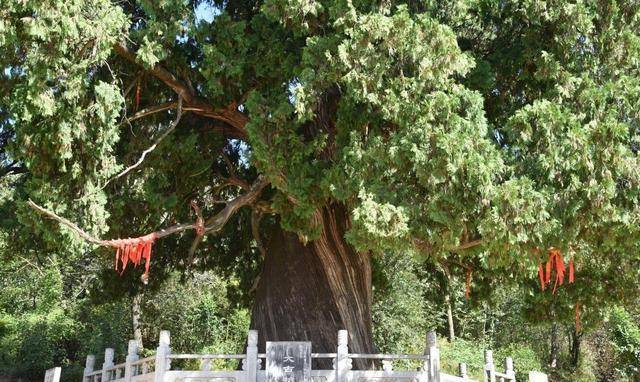 我国仅有的5株5000岁古树,全都长在陕西,有一棵还震动了联合国_黄陵