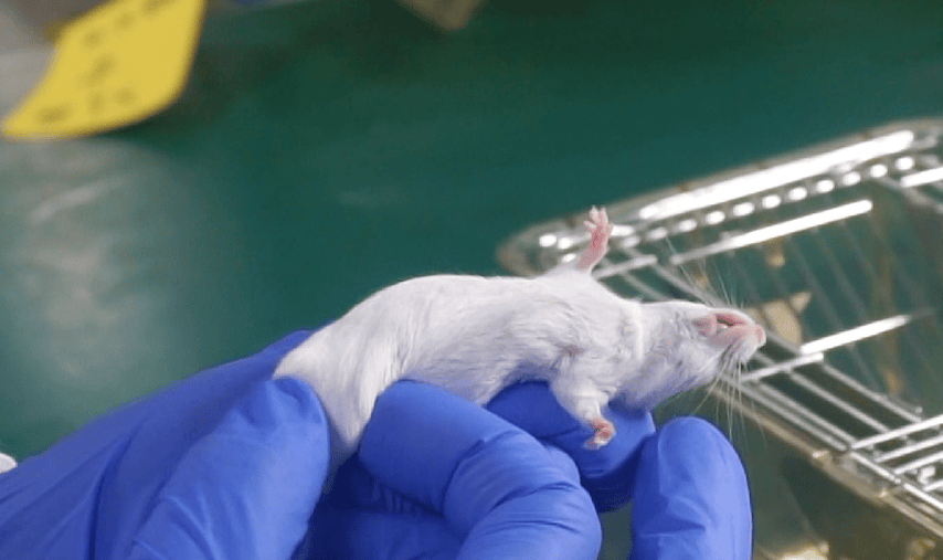 睦科生物实操视频