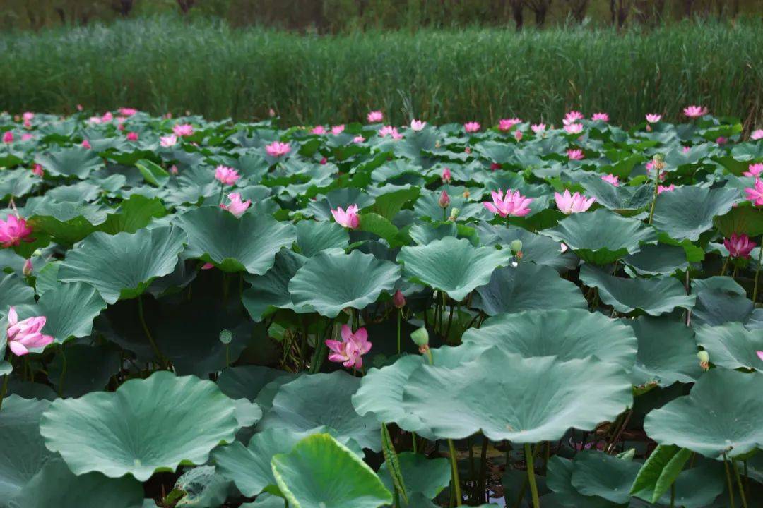 夏日氛围天花板,快去打卡~_荷花_荷叶_淄博