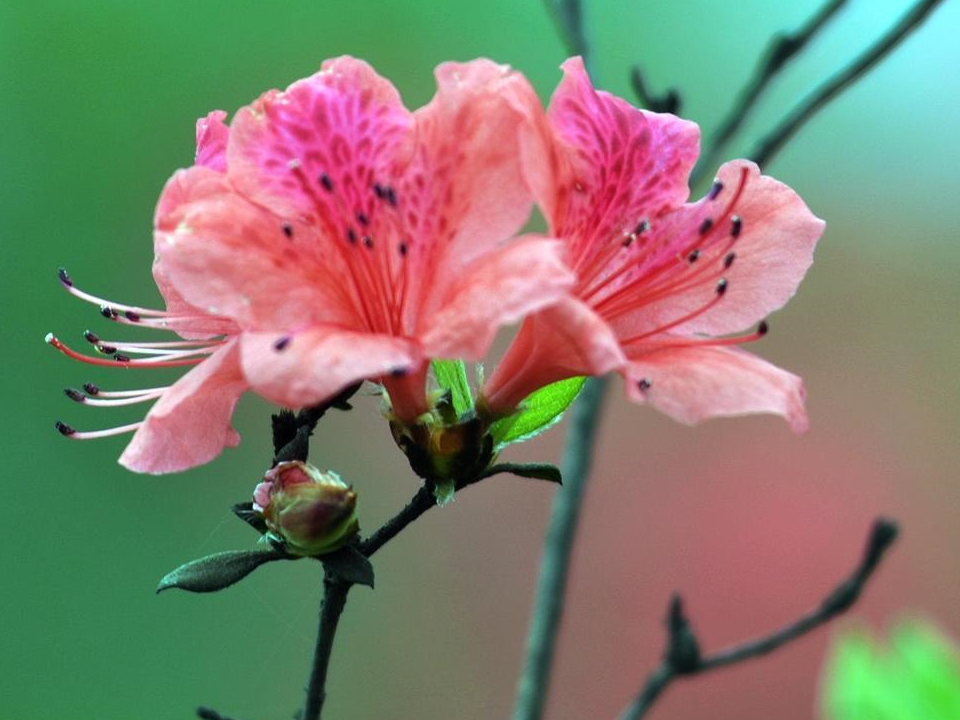 杜鹃花度夏成难题?抓紧修剪遮阴