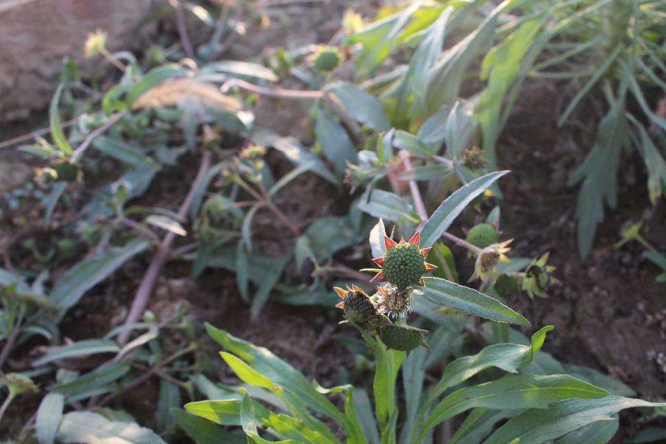 这种野草在农村常见,果实像莲蓬,是乌发,生眉毛良方