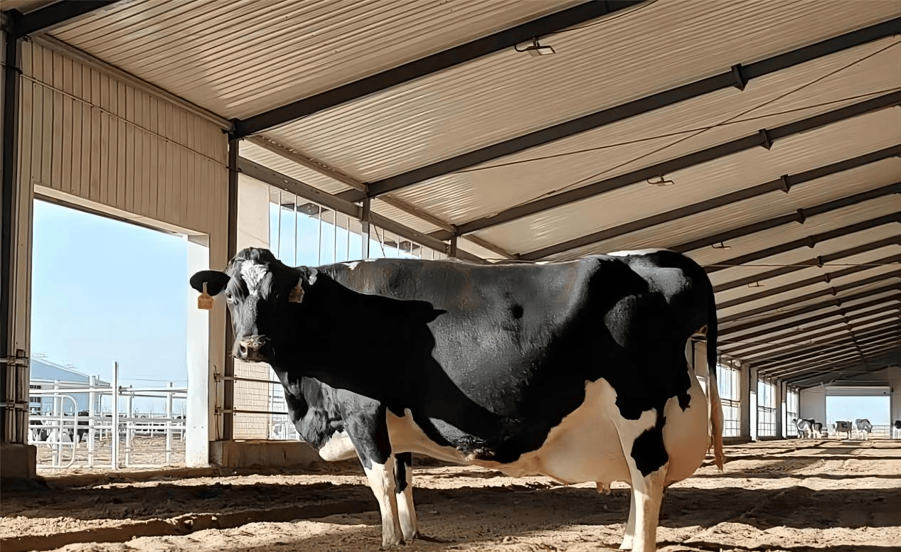 中国"奶牛一哥":养殖奶牛58.3万头,去年牛奶产量超过300万吨