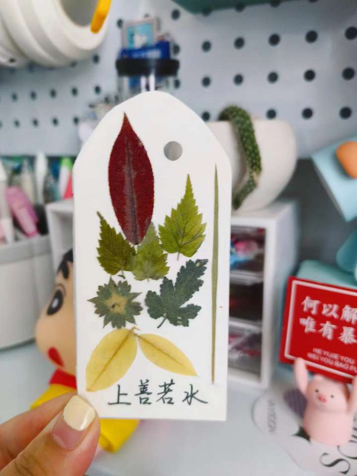 暑假带孩子去捡树叶,学习植物标本制作方法,一起记录美好吧!