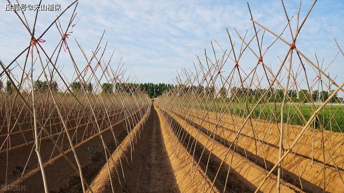 山药种植方法和时间_进行_收获_土壤