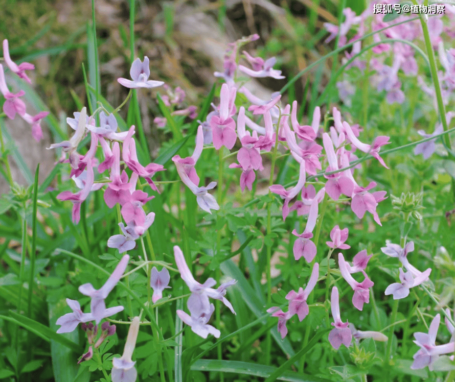 这植物夏天就消失,俗称"夏天无",又名"一粒金丹",50元1斤,价值极高!