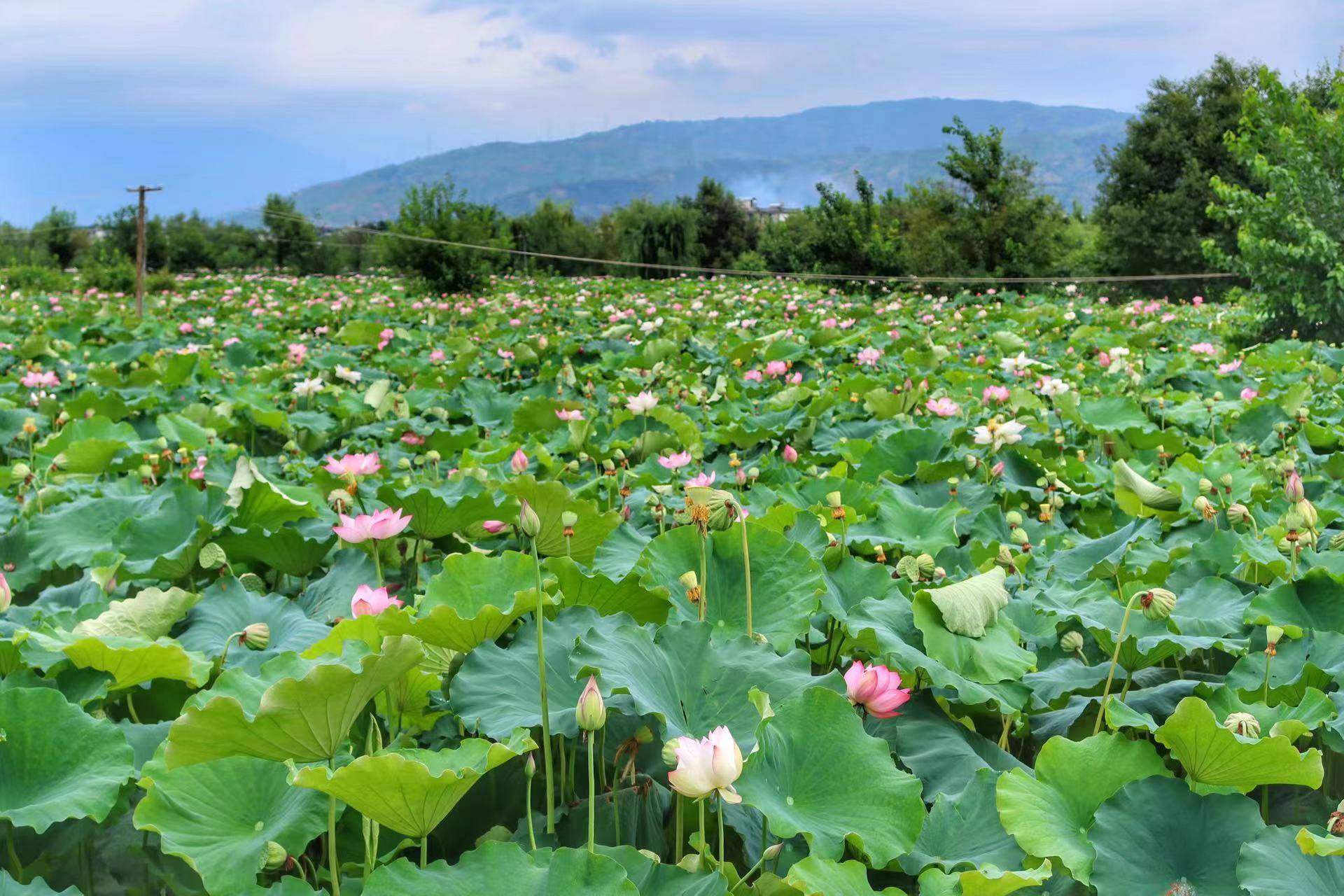 永胜县第三届荷花季启动 邀你共赴一场盛夏之约_活动_三川镇_乡村