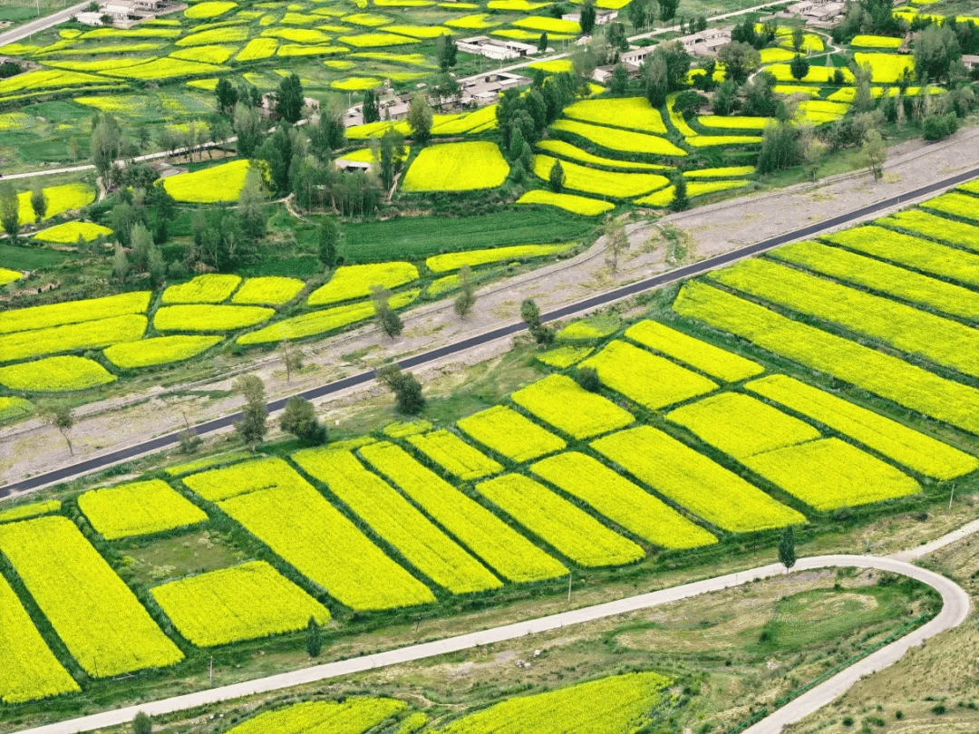 制种基地俯瞰图再过两个月,在陕西省杂交油菜研究中心民乐县杂交油菜