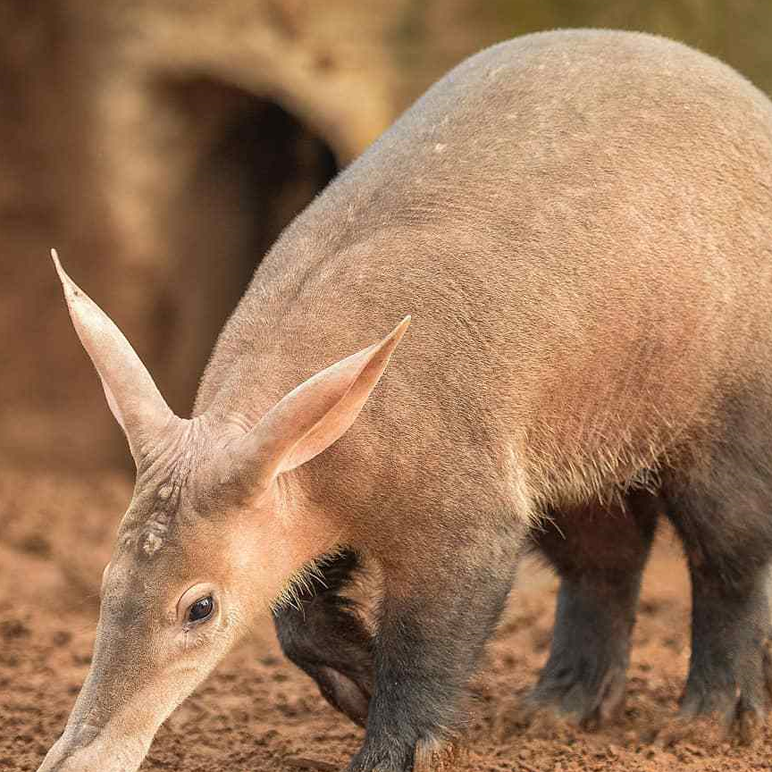 没毛的袋鼠?长耳朵猪?变异物种?都不是,这种奇怪的动物叫土豚