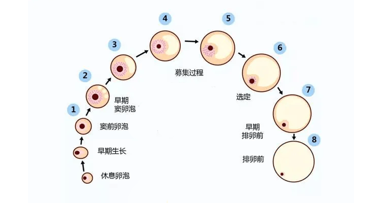 卵泡发育不好是不是就怀不了孕？你可能忽略了这3个问题