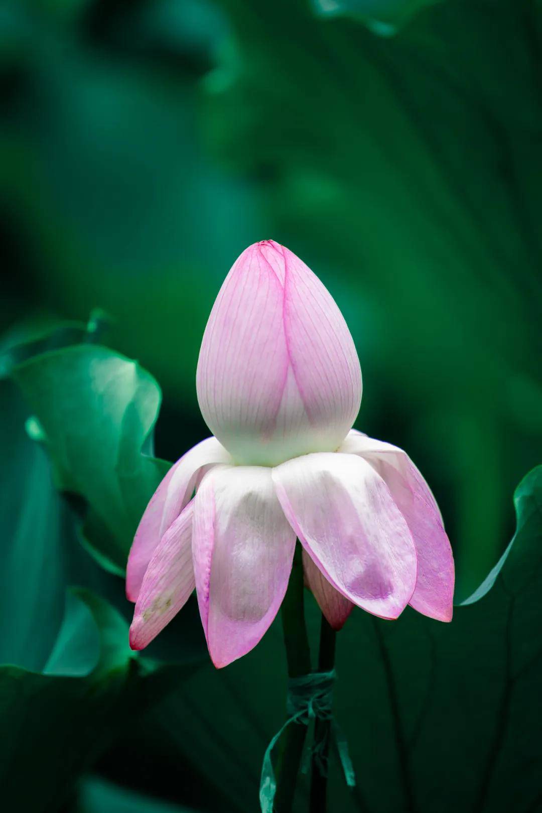 昆山三宝之一并蒂花开,好运莲莲