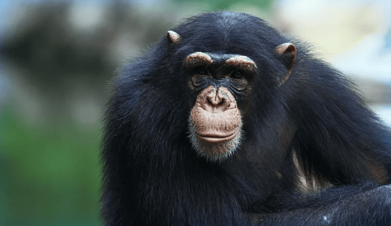 又聪明又有素质！游客手机不慎掉落，大猩猩帮捡起“礼貌归还”-猩猩会玩手机