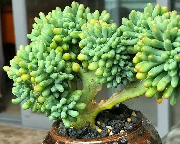 其他花也会缀化,像百合,月季,蒲公英等,甚至连菠萝都能缀化,说不定你