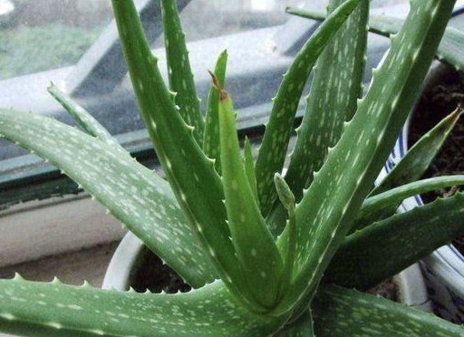 上面所提到的花卉,那应该都知道绿萝,它是一种很适合养护在室内的植物