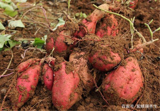 每天拿红薯当早餐,身体发生的4个"变化",让医生都惊喜!