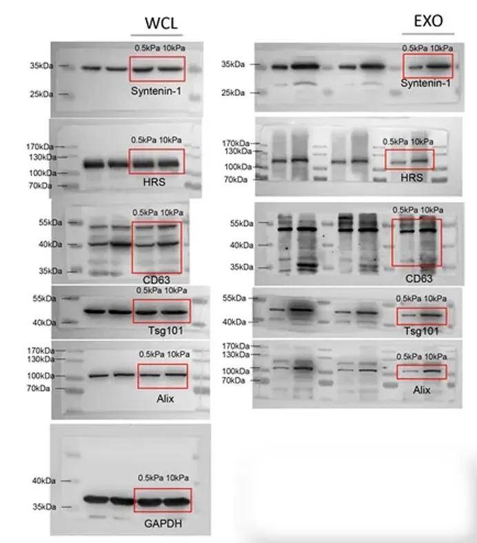 western blot 图片造假图片