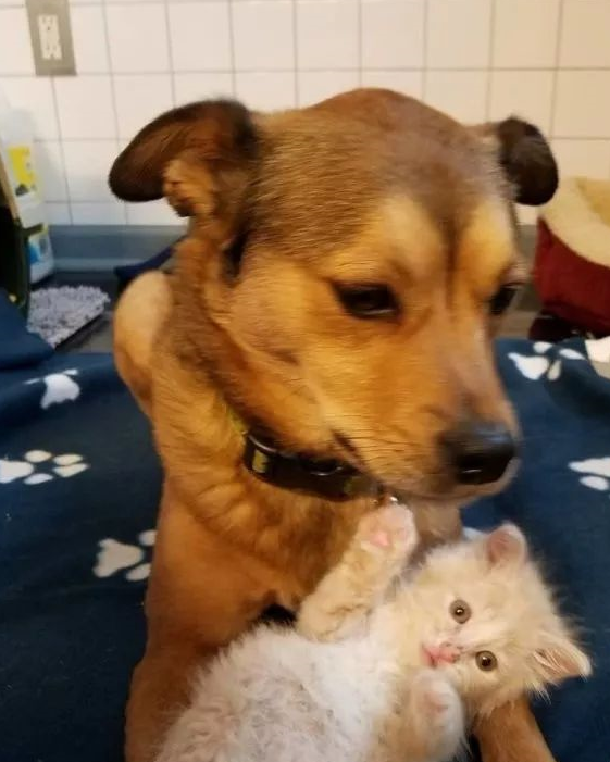 小奶猫:狗爸爸的怀抱最温暖了!