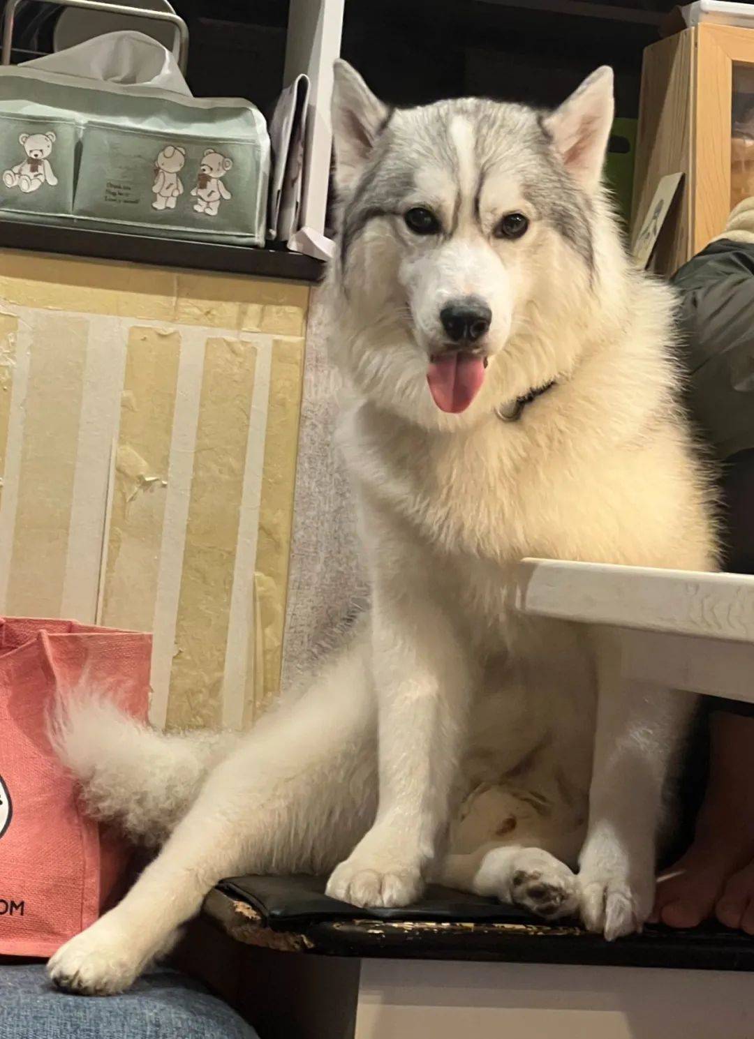 哈士奇为了吃零食,它脸被夹扁也不放弃:一口就好!