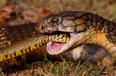 它体长平均可以达到4米,是一种性情非常凶猛的蛇,同时也是毒性极为