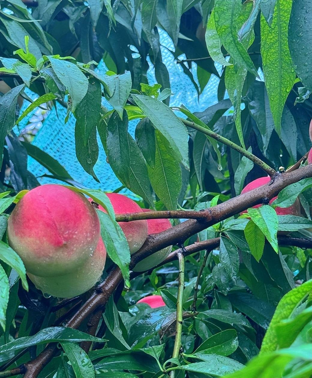 张馨予:果园大丰收,今年豪宅大院内的水蜜桃产量竟达到了200斤