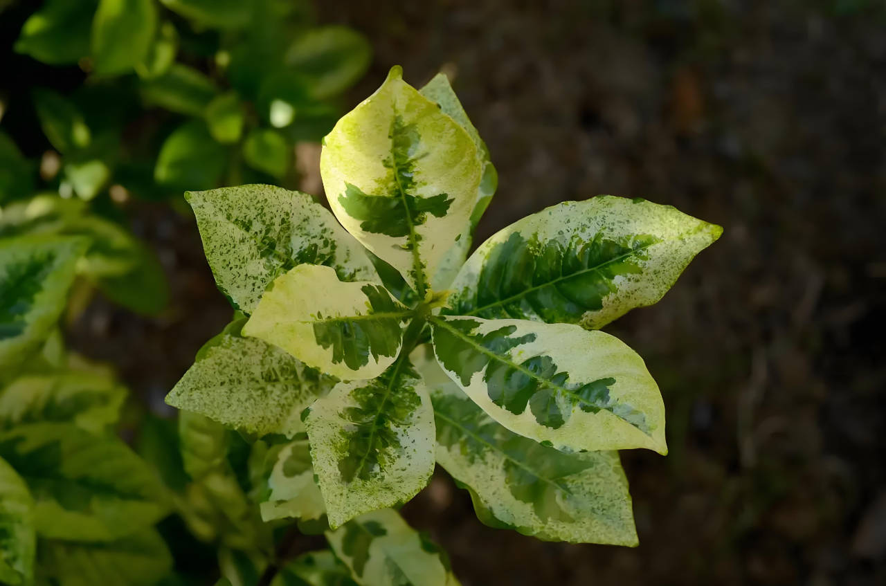 缺镁蔬菜叶脉间明显失绿,植株生长发育不良
