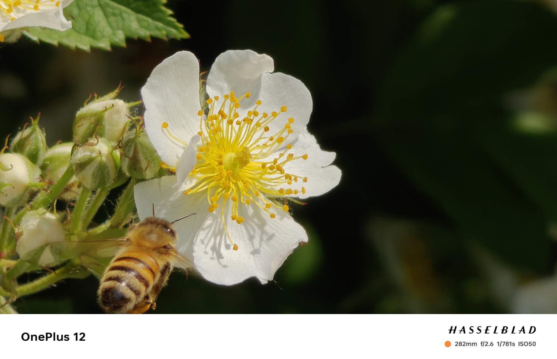 性能怪兽，影像拍摄能力大幅升级！一加12深度体验