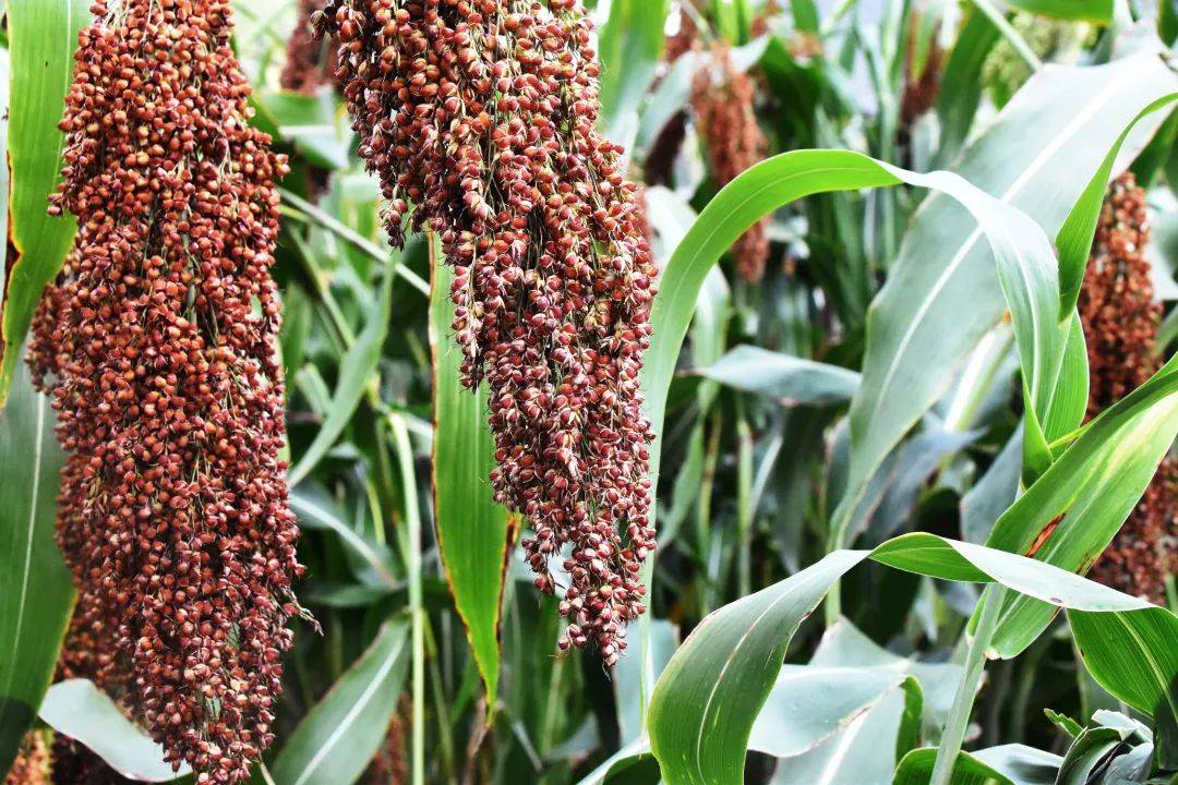 为何红缨子糯高粱被称为"酱香酒之魂"?