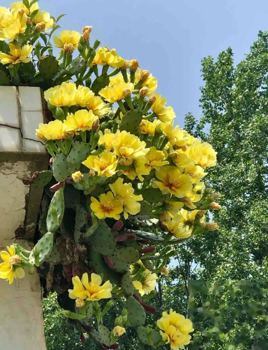 四川一户人家门口的"巨无霸"仙人掌,活了20年,长成树太霸气了