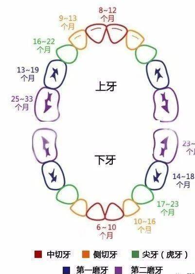 恒牙生长顺序图片图片