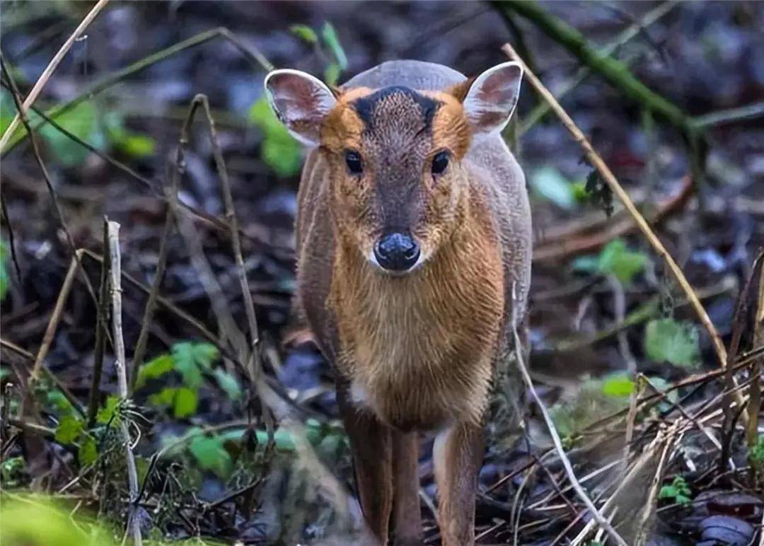 一出生就遭抛弃!杭州这只黄麂,放归1年后回来看望救命恩人