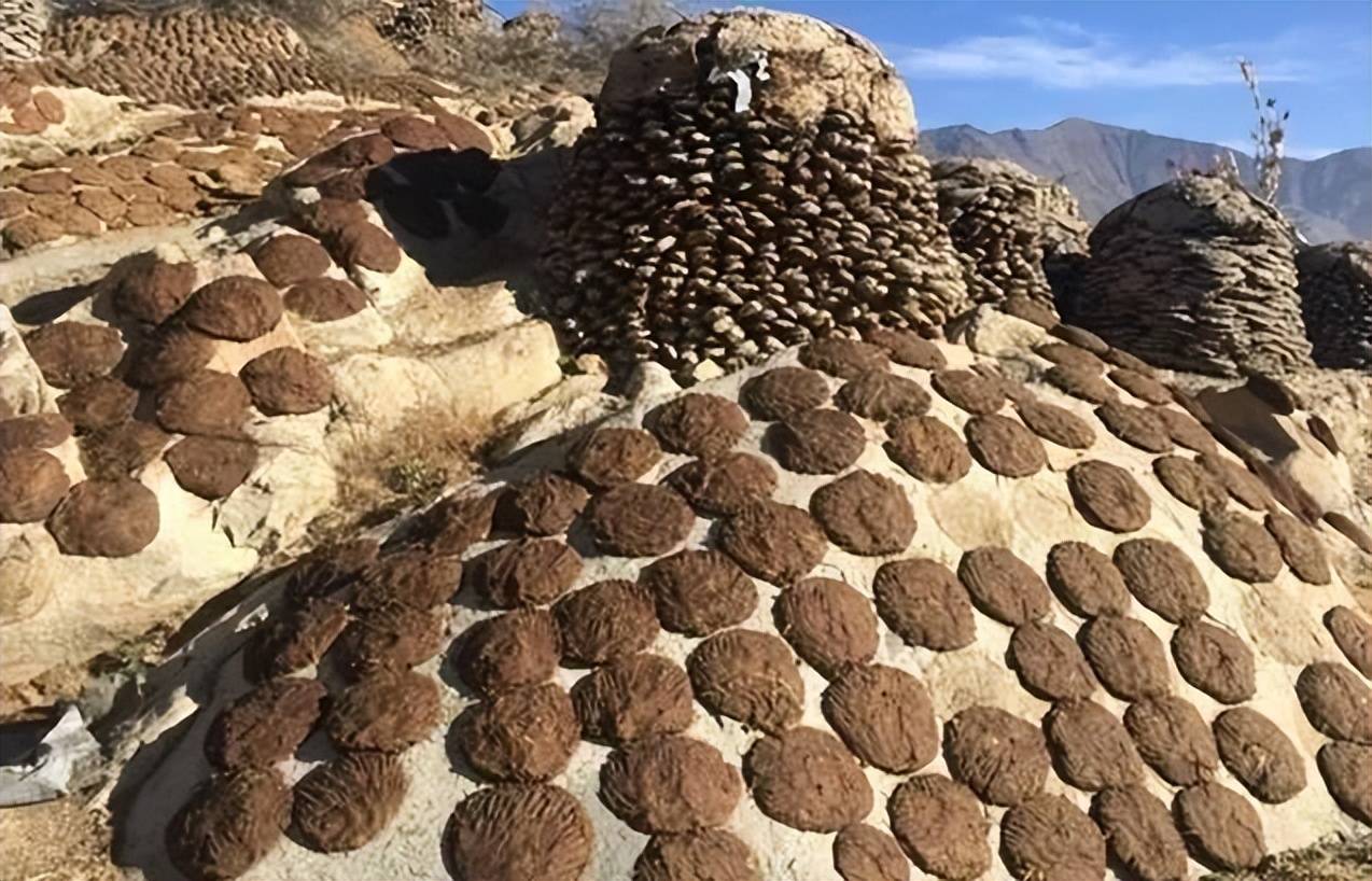 印度的五香牛粪饼世界闻名,印度人一天不吃浑身不自在,你敢吃吗