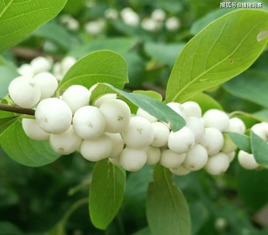 梨果白饭树图片