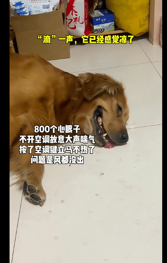 主人关空调后金毛就大喘气,假装非常的热,听到开机声音立马好了_狗狗