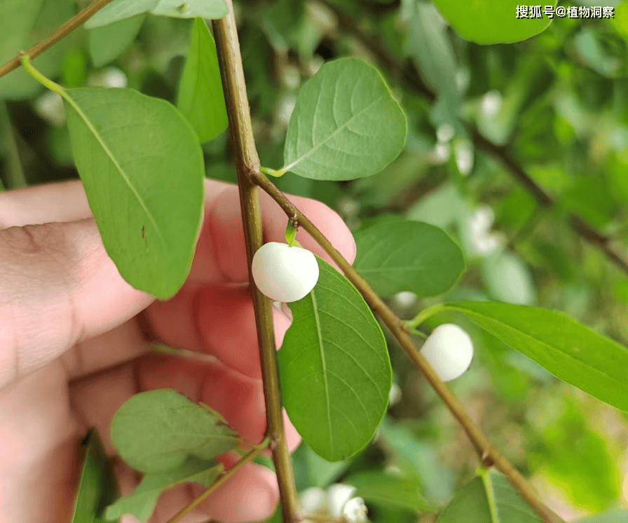 梨果白饭树图片