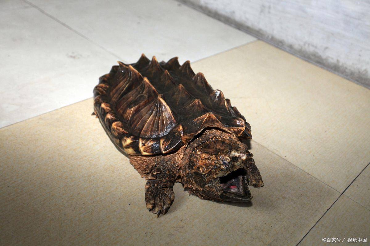 智商爆表！揭秘十大最聪明的龟类，快来看看你家龟龟上榜没？_搜狐网