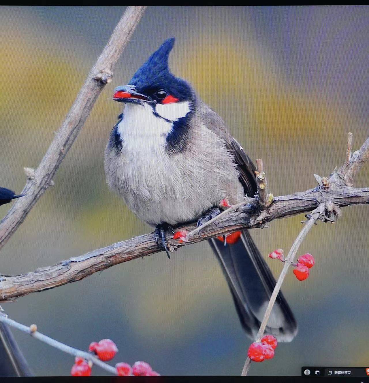 杀疯了,1000元到手的32英寸2K、180Hz电竞显示器,应该算性价比之王了。。。