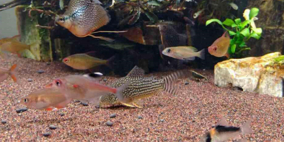 来看看这类亚马逊河流域的观赏鱼怎么混养吧!