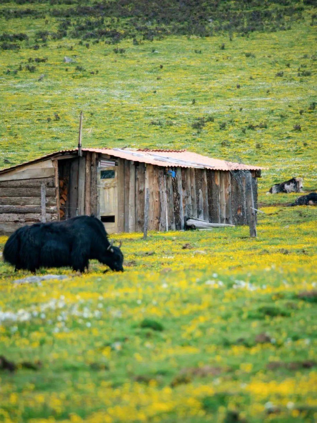 旅游四川·甘孜 | 花季正当时 在玉科找到人生的25号底片