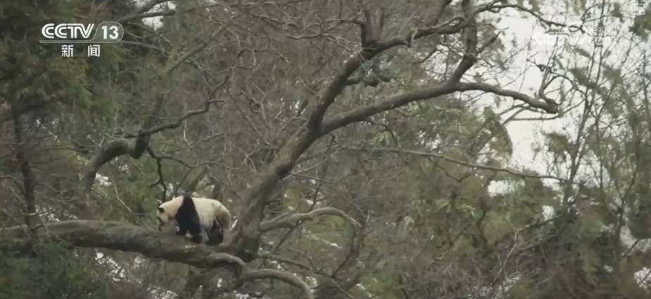 大熊猫醉水 守护 看美丽中国生动写照 新面孔频现 往的生活 象