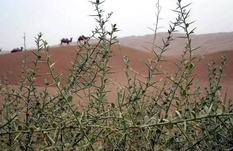 西北戈壁滩植物介绍图片