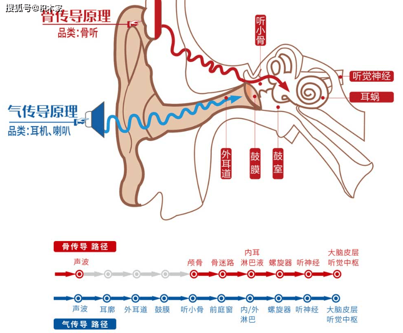 听觉中枢 位置图片