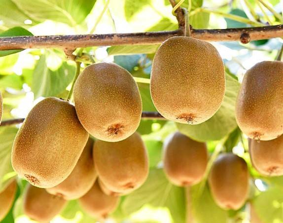 通便的水果第一名!揭秘:水果界的通便冠军,轻松击退肠道烦恼!